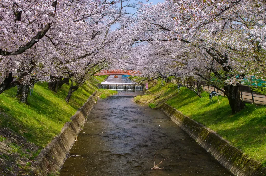 大口町 五条川桜並木