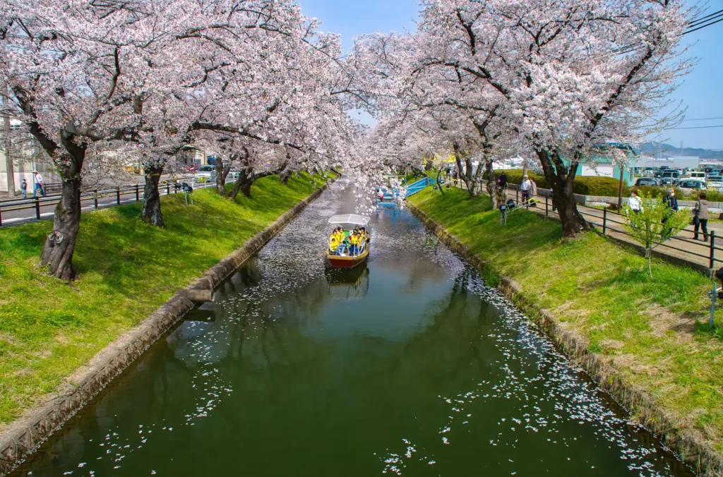 大口町 五条川桜並木
