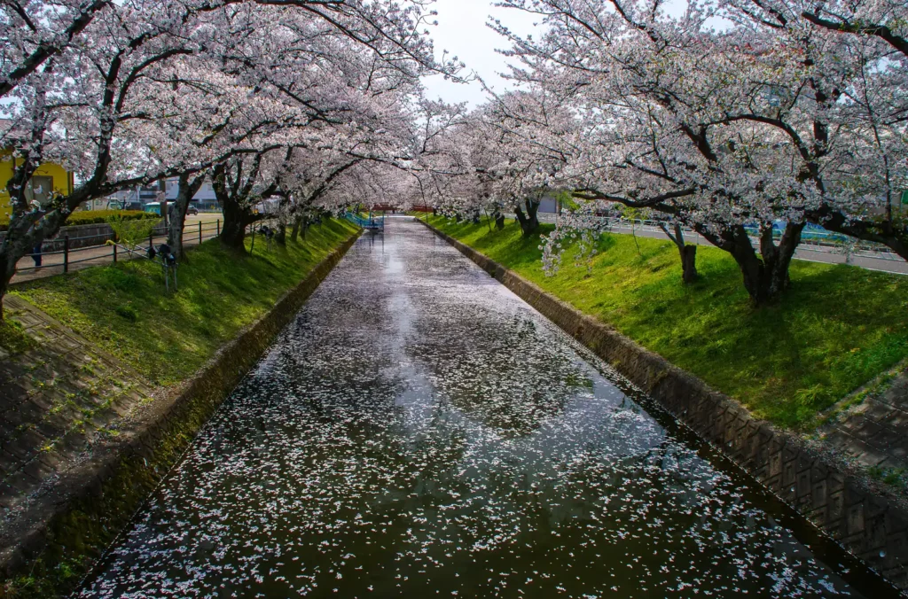 大口町 五条川桜並木