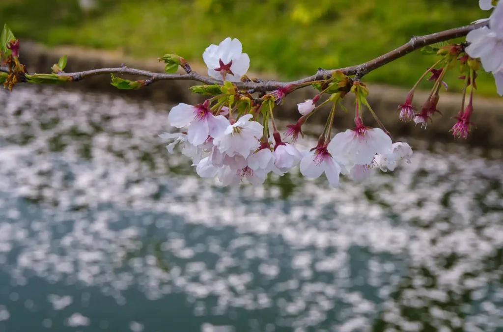大口町 五条川桜並木