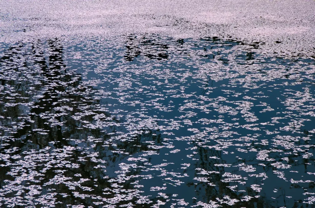 大口町 五条川桜並木