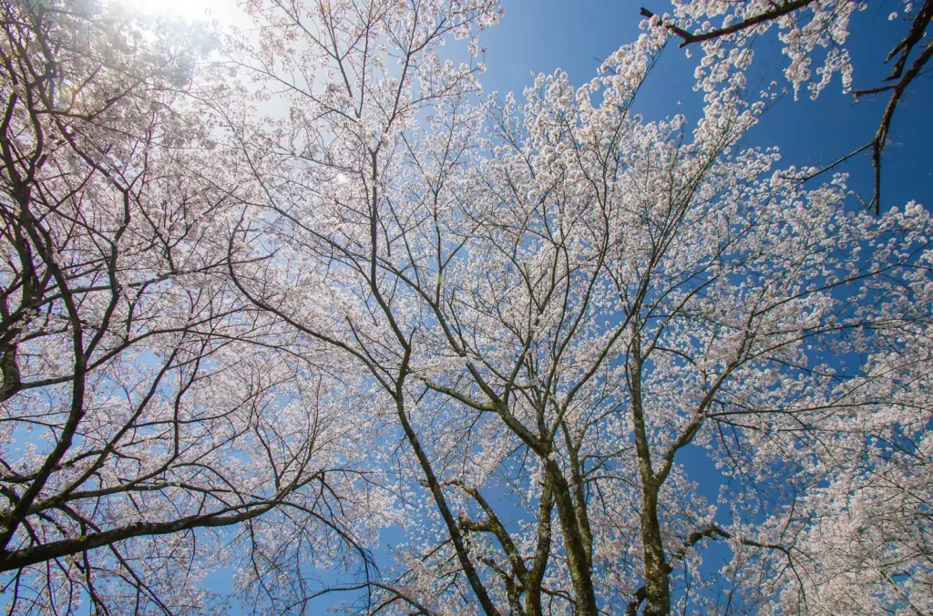 阿梨耶山　弓削禅寺