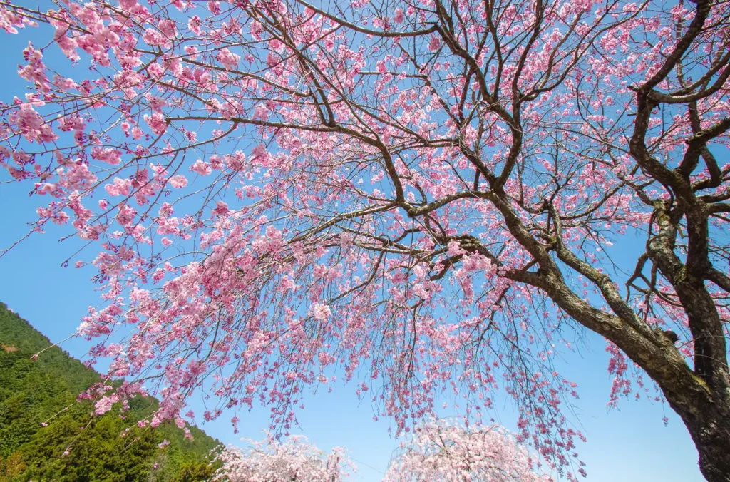 阿梨耶山　弓削禅寺