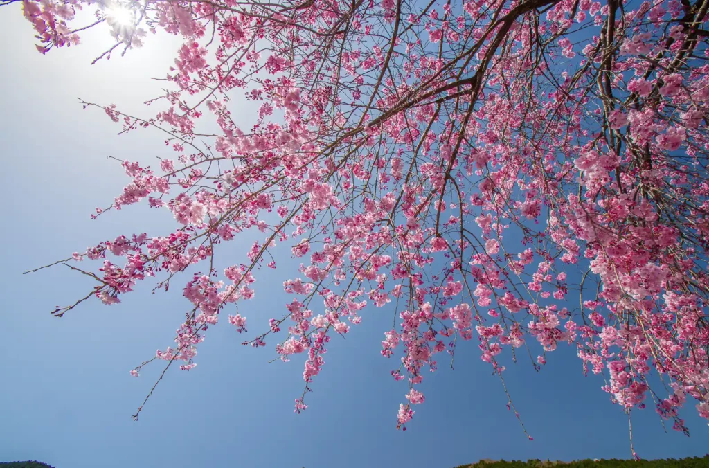 阿梨耶山　弓削禅寺