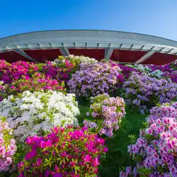 道の駅 青洲の里の藤の花とツツジ