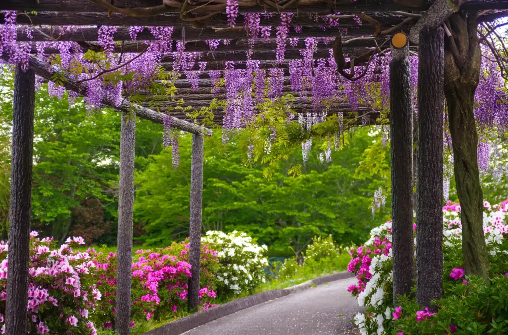 道の駅 青洲の里の藤の花とツツジ