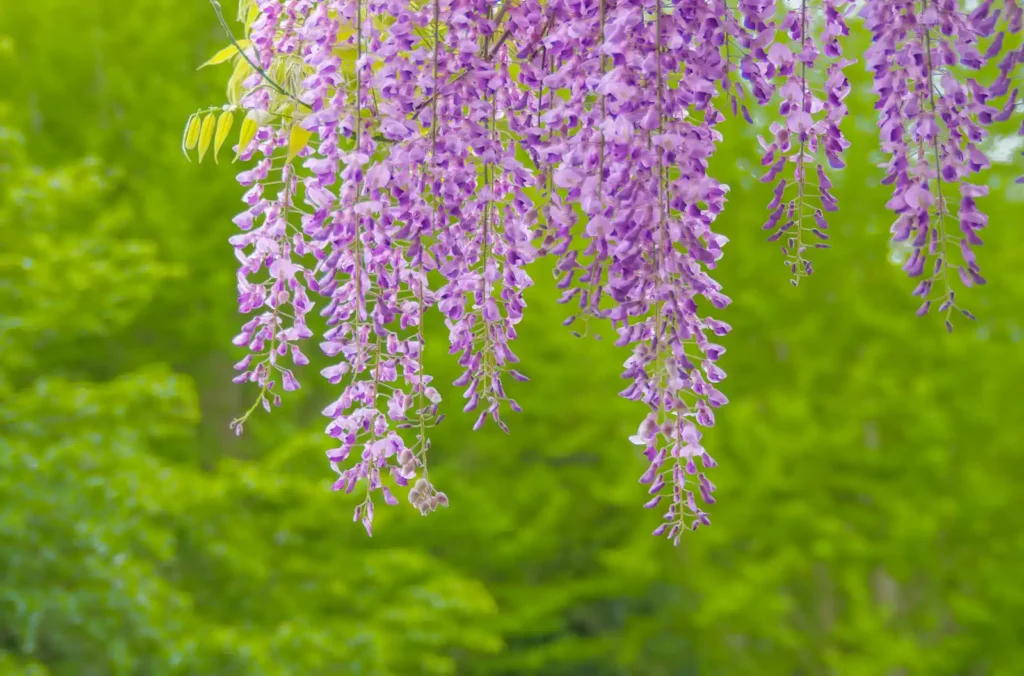 道の駅 青洲の里の藤の花とツツジ