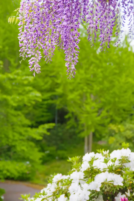 道の駅 青洲の里の藤の花とツツジ