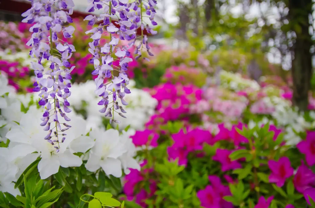 道の駅 青洲の里の藤の花とツツジ
