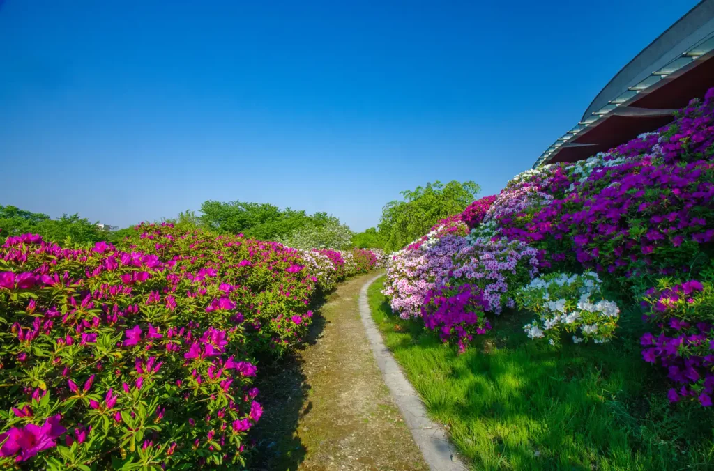 道の駅 青洲の里の藤の花とツツジ
