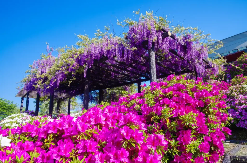 道の駅 青洲の里の藤の花とツツジ