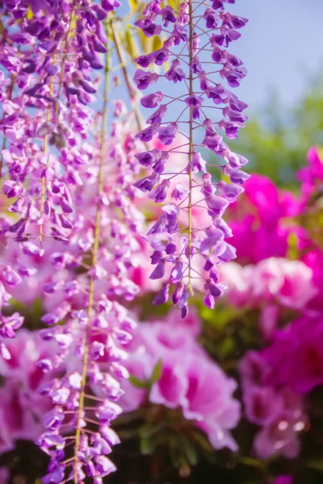 道の駅 青洲の里の藤の花とツツジ