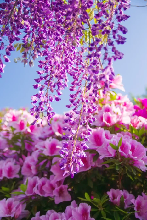 道の駅 青洲の里の藤の花とツツジ