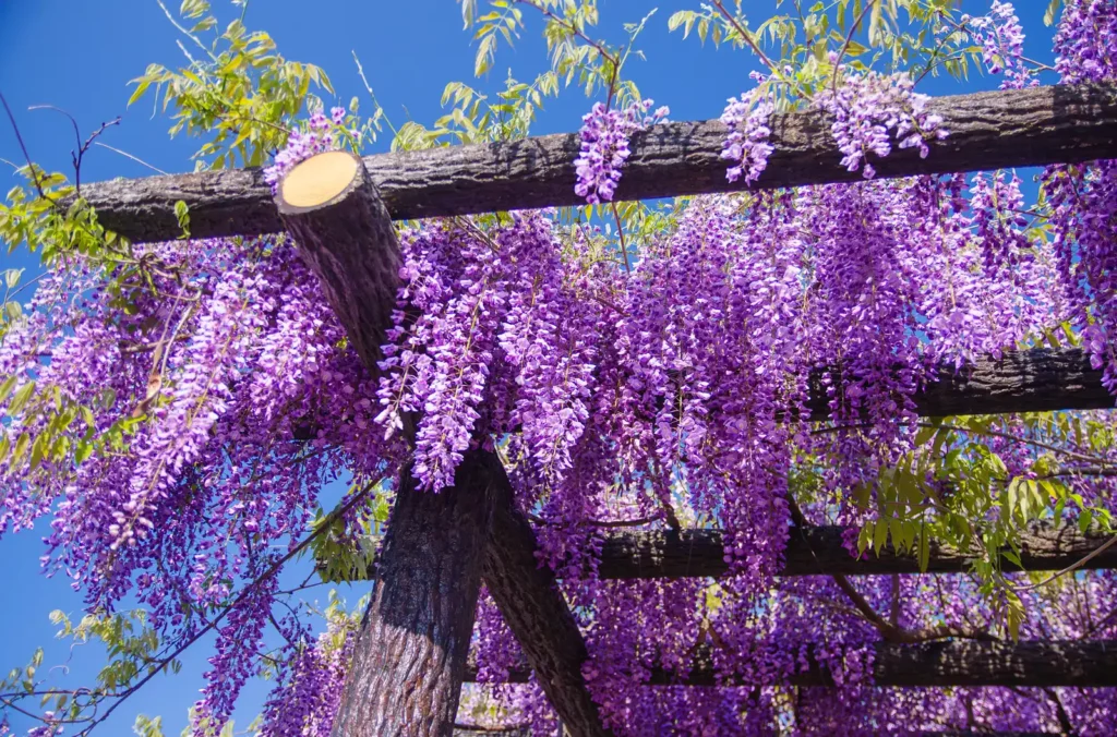 道の駅 青洲の里の藤の花とツツジ