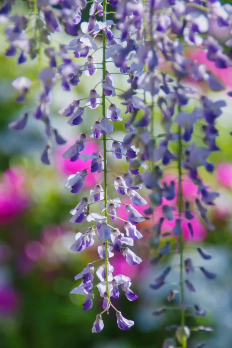 道の駅 青洲の里の藤の花とツツジ