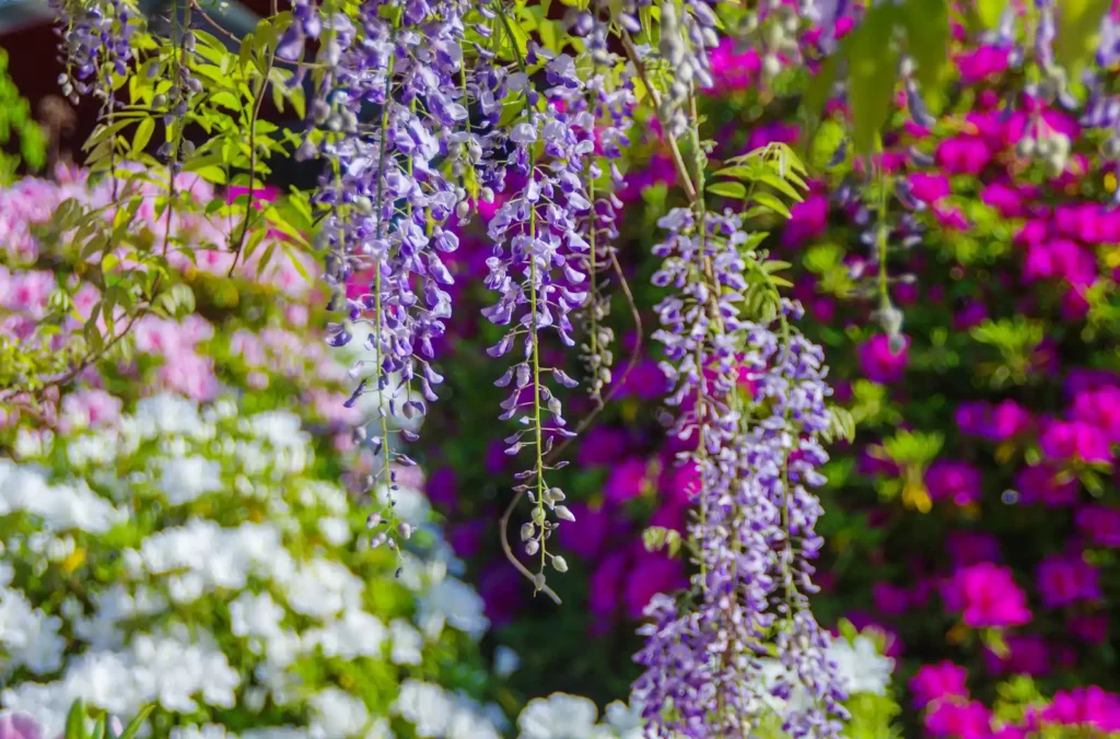 道の駅 青洲の里の藤の花とツツジ