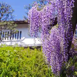 子安地蔵寺の藤の花
