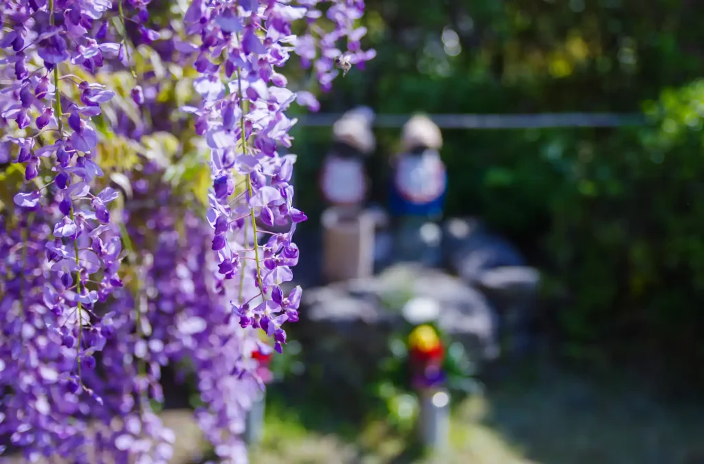 子安地蔵寺の藤の花