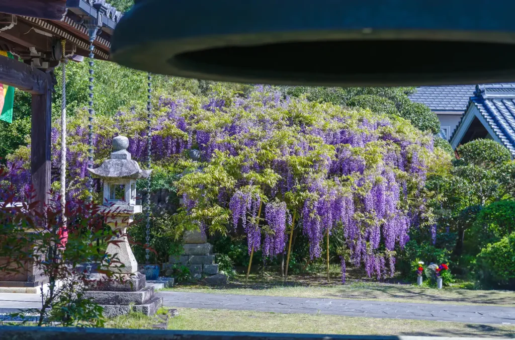 子安地蔵寺の藤の花