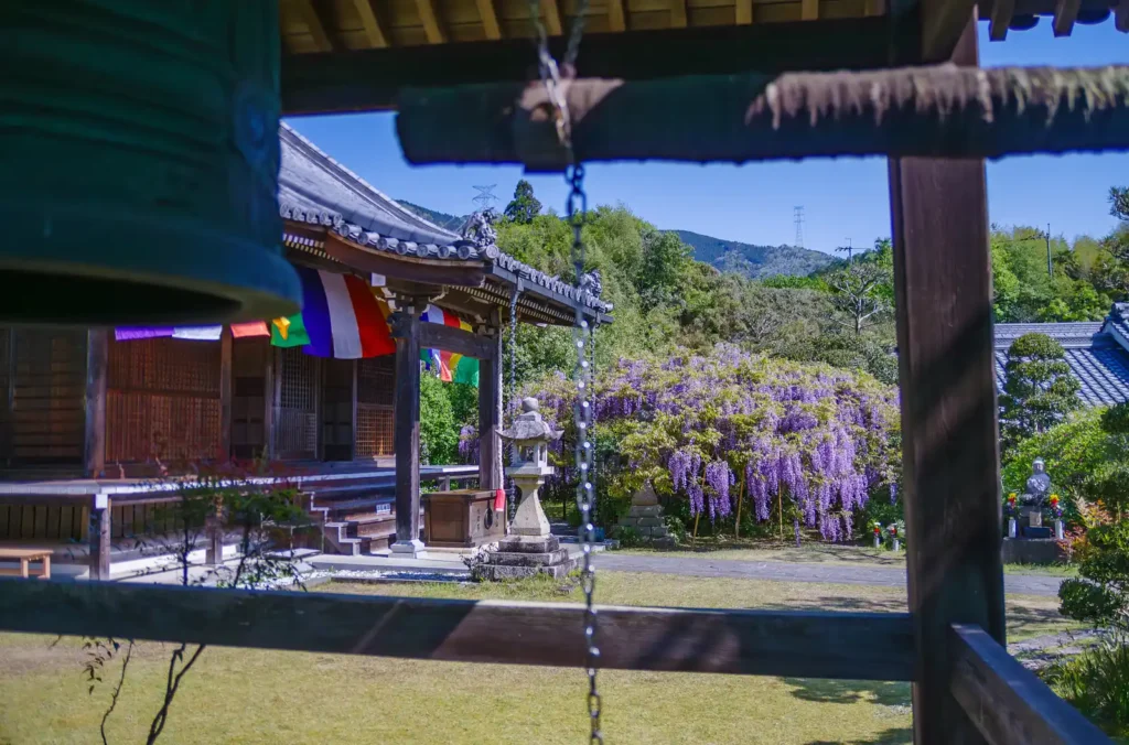 子安地蔵寺の藤の花