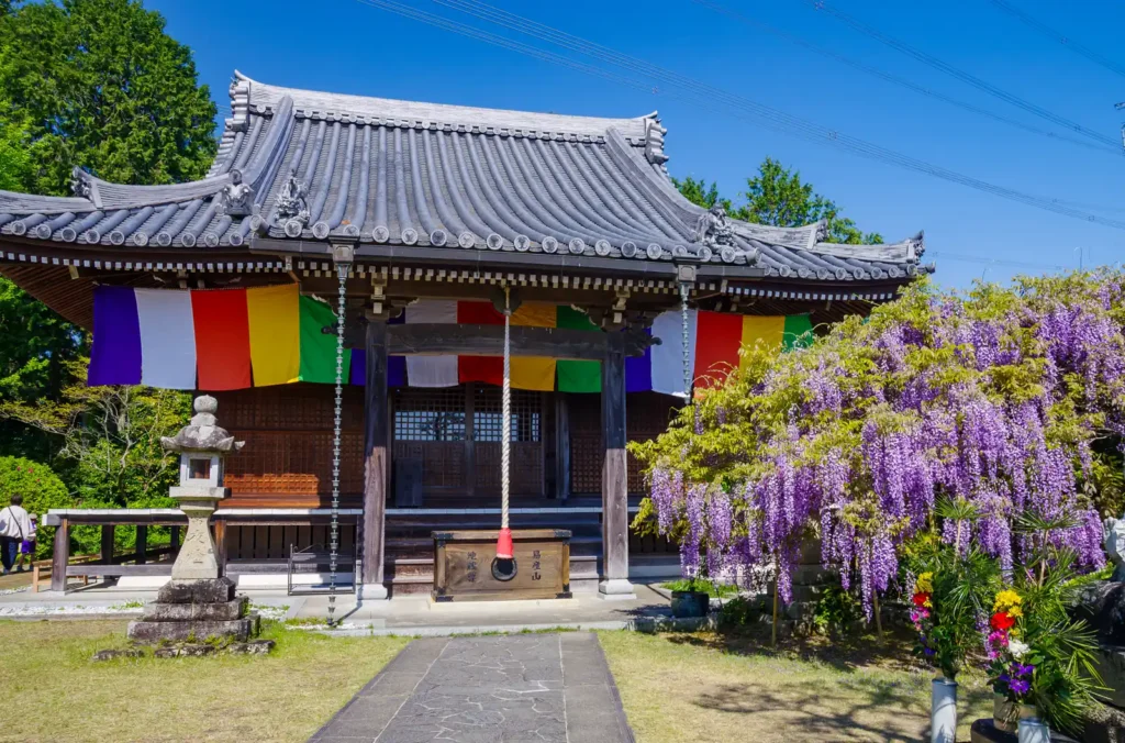 子安地蔵寺の藤の花