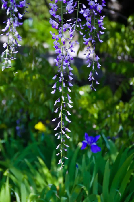子安地蔵寺の藤の花