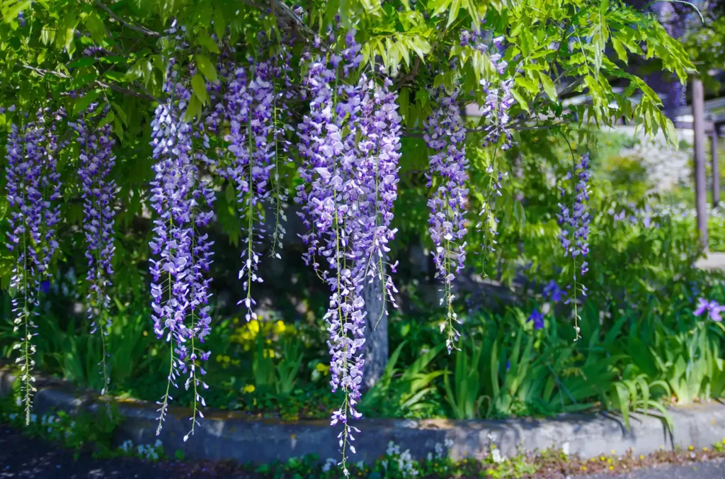 子安地蔵寺の藤の花