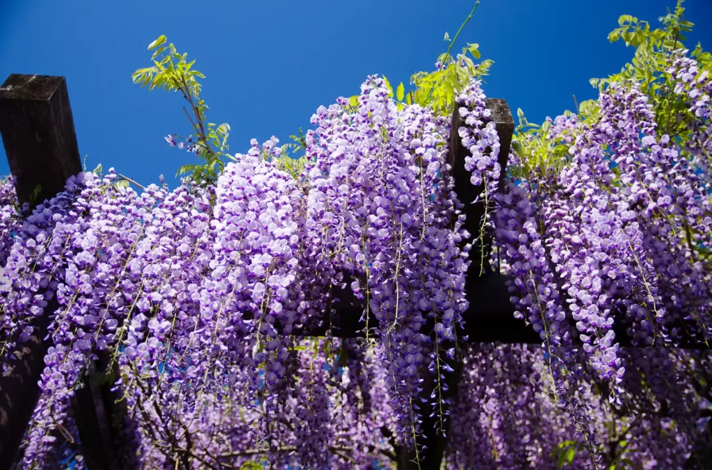 子安地蔵寺の藤の花