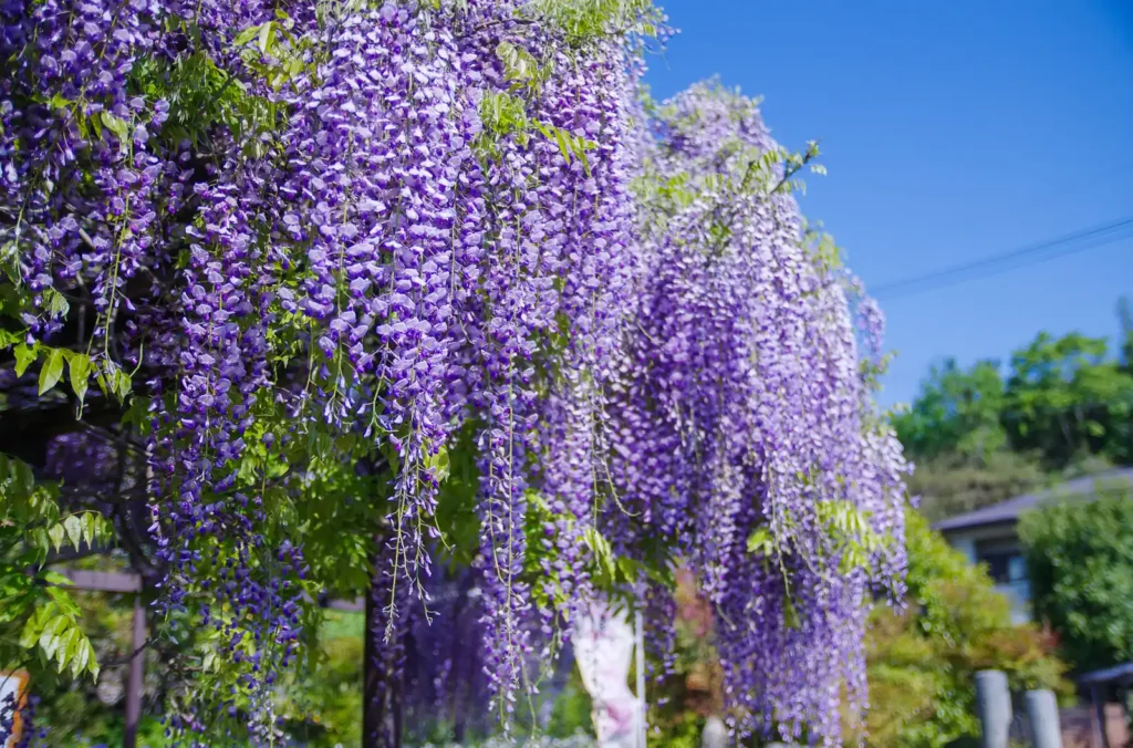 子安地蔵寺の藤の花