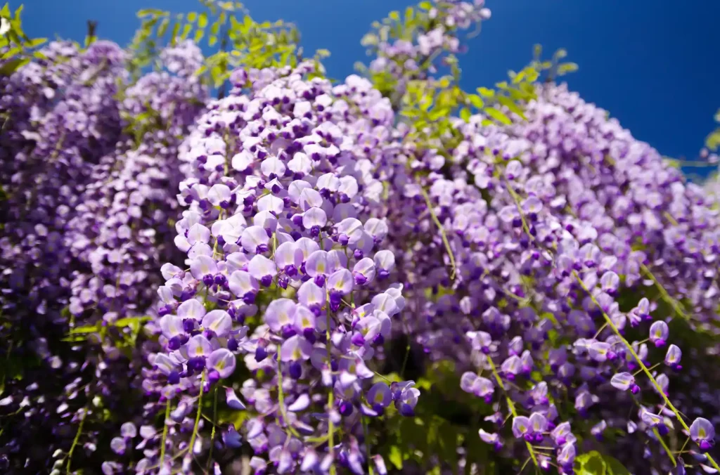子安地蔵寺の藤の花