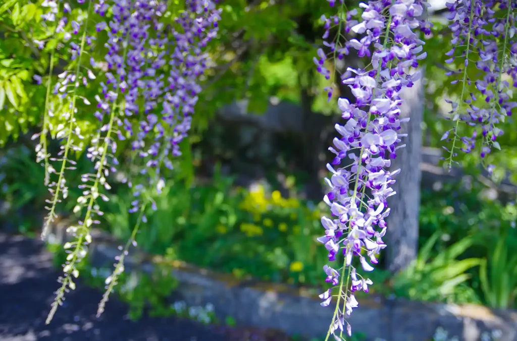 子安地蔵寺の藤の花