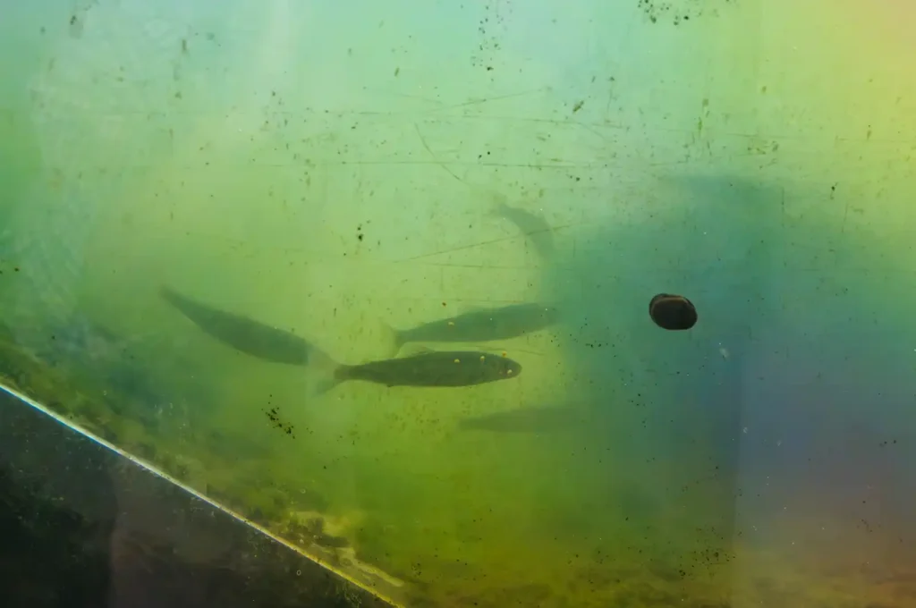 紀の川大堰 魚道観察室