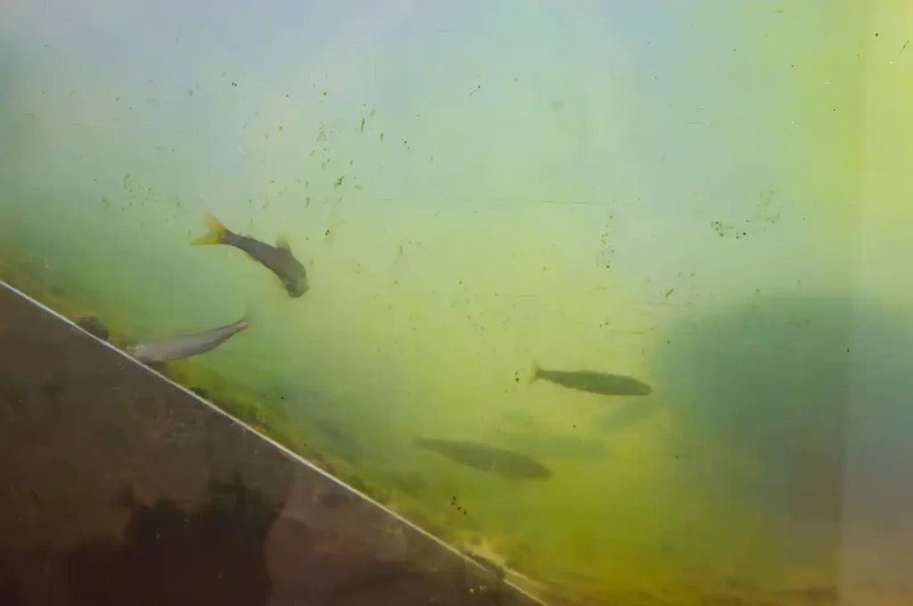紀の川大堰 魚道観察室
